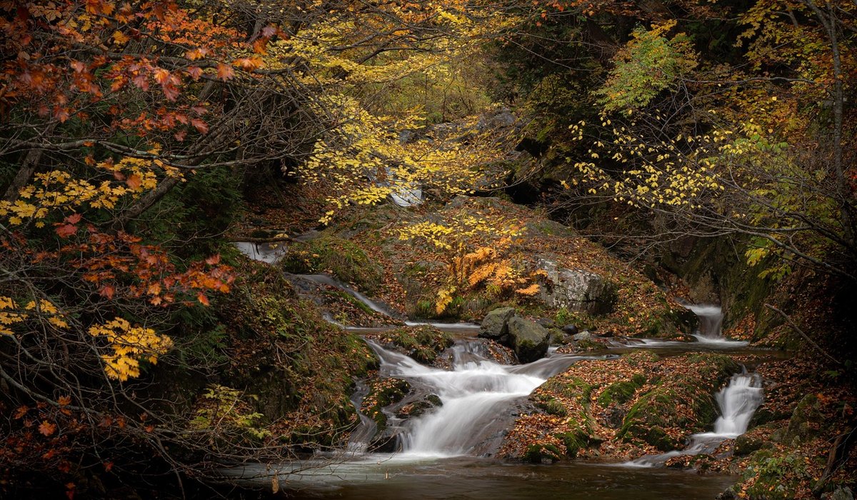Creating a Wildlife-Friendly Pond Beside a Garden Brook