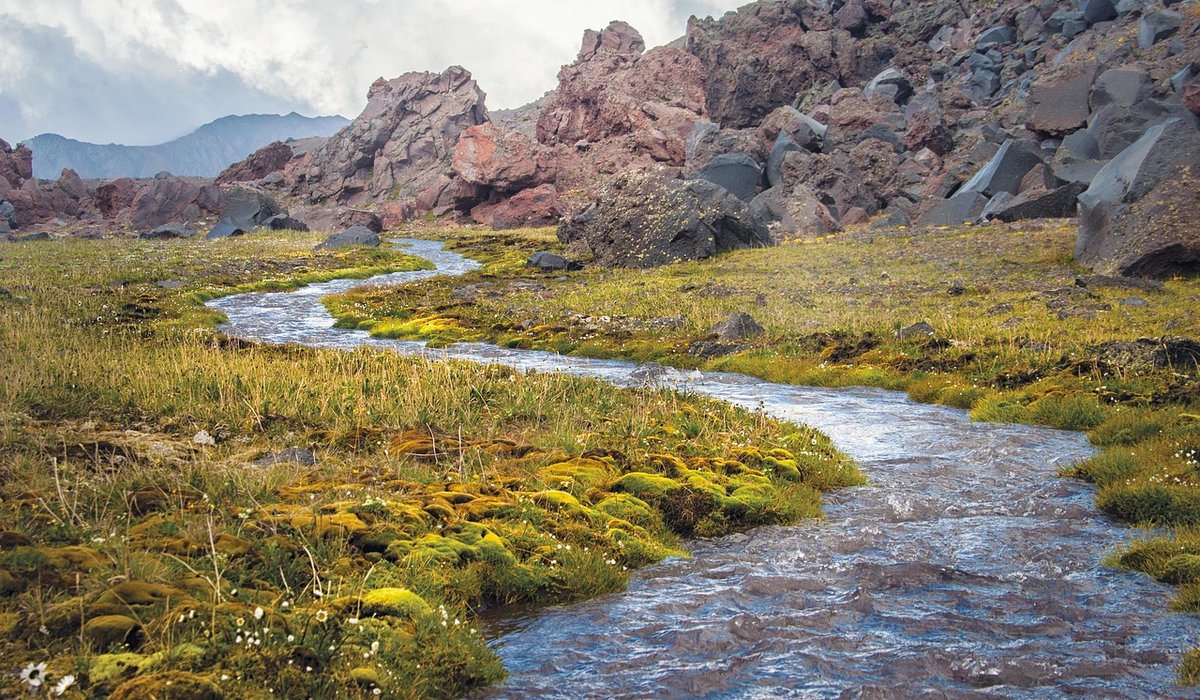 Edible and Medicinal Plants Found Along UK Waterways
