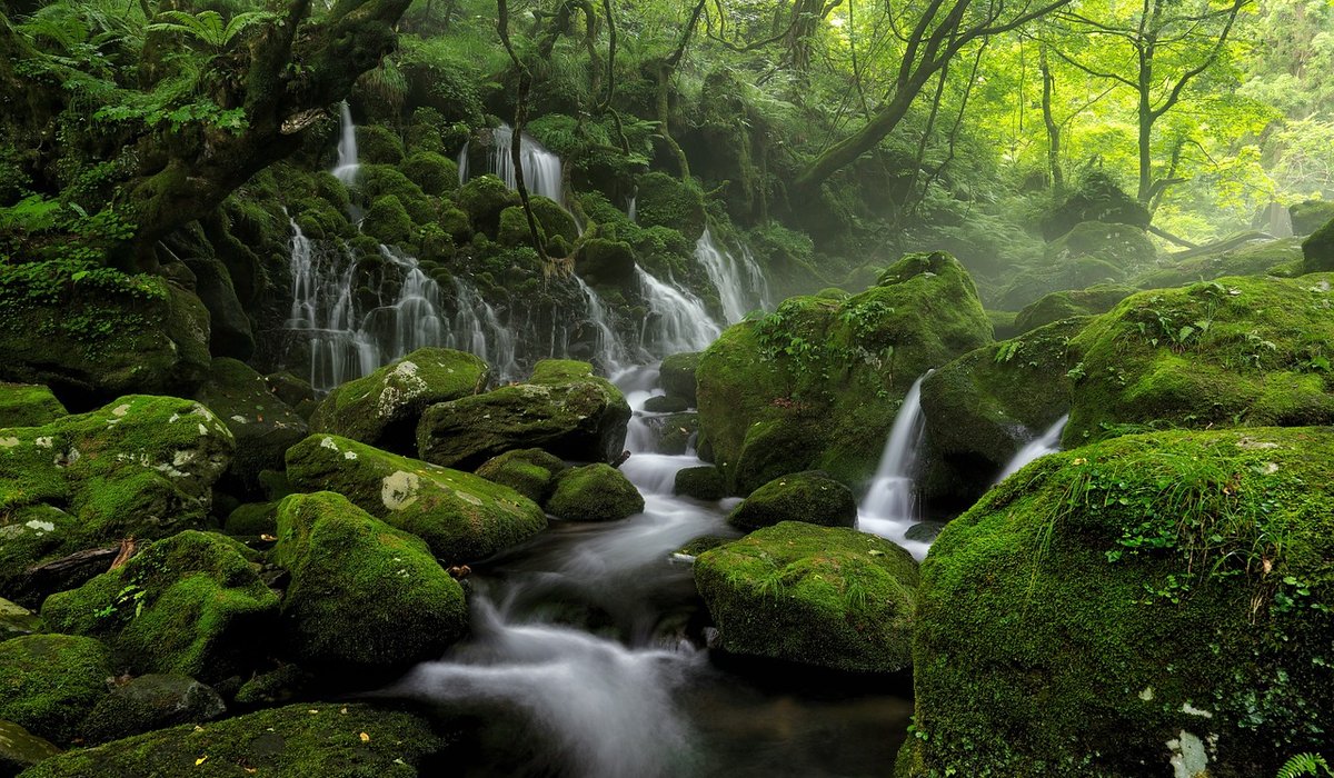 Foraging for Watercress Safely Along Clean Streams