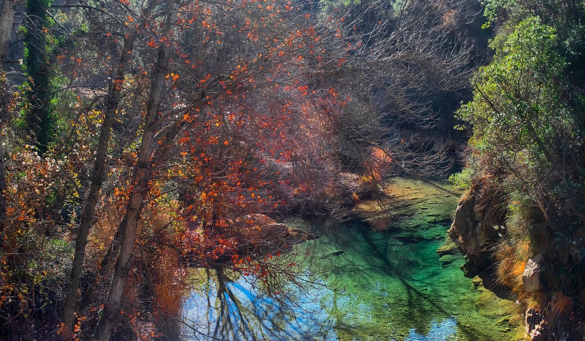 How to Photograph Dragonflies and Damselflies Near Ponds