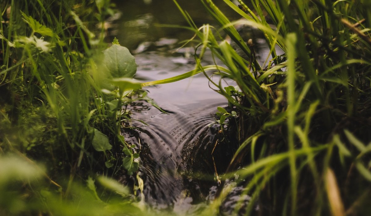 Spring Signs Along the Brook: Frogs, Spawn and Early Flowers