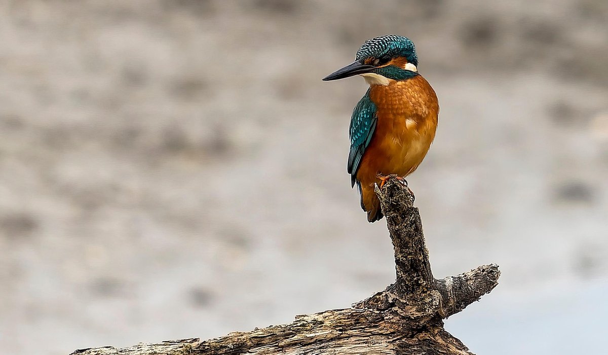 The Role of Deadwood in Healthy Stream Ecosystems