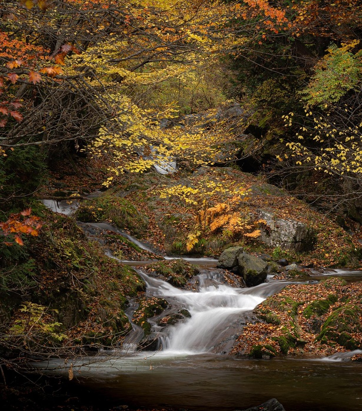 The Gentle Brook