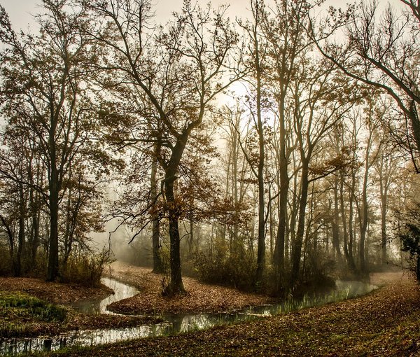 The Gentle Brook